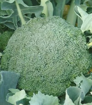 Насіння капусти броколі Лімба, 1 кг (Moravoseed)