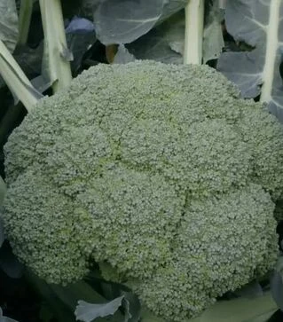 Насіння капусти броколі Квінта F1, п.о. 2500 насінин (Takii Seed)
