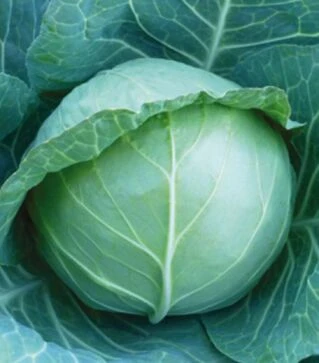 Насіння білоголової капусти KC 15 F1, п.о. 2,5 тис. насінин (Kitano Seeds)