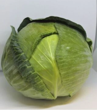 Насіння білоголової капусти ЄС 2144 F1, п.о. 1 тис. насінин (Ergon Seed)