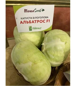 Насіння білоголової капусти Альбатрос F1, 1 кг (Moravo Seed)