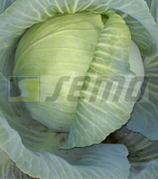 Семена белокочанной капусты Полар (Олимп), 50 г (Semo)