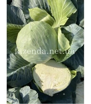 Насіння білоголової капусти Саксесор F1, п.о. 25 насінин (Syngenta)