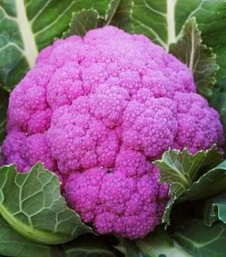 Насіння капусти броколі Міранда, 50 г (Moravo Seed)