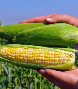Насіння кукурудзи Пантеон F1, п.о. 5 тис. насінин (Libra Seeds)