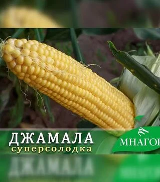 Семена кукурузы Джамала F1, п.е. 20 тыс семян (МНАГОР)