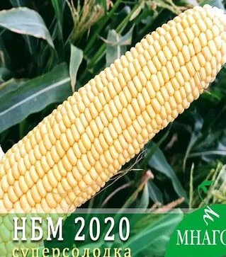 Семена кукурузы НБМ 2020 F1, п.е. 20 тыс семян (МНАГОР)