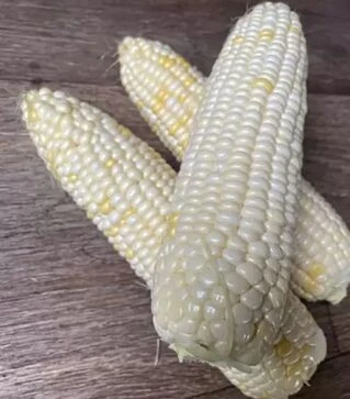 Насіння кукурудзи Айрон F1, п.о. 25 тис насінин (Spark Seeds)