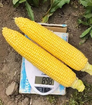 Семена кукурузы 1801 F1, п.е. 2500 семян (Spark Seeds)