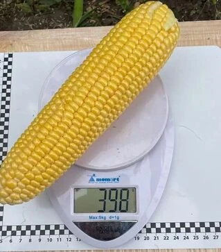 Насіння кукурудзи Нокаут F1, п.о. 2500 насінин (Spark Seeds)