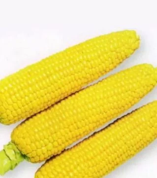 Семена кукурузы 1801 F1, п.е. 25 тыс семян (Spark Seeds)