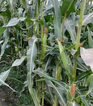Насіння кукурудзи Нокаут F1, п.о. 25 тис насінин (Spark Seeds)