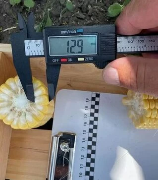 Семена кукурузы Рапид F1, п.е. 25 тыс семян (Spark Seeds)