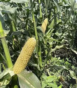 Насіння кукурудзи Світ Лакі F1, п.о. 2500 насінин (Spark Seeds)
