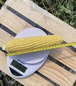 Насіння кукурудзи Світ Лакі F1, п.о. 2500 насінин (Spark Seeds)