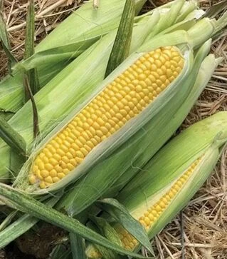 Насіння кукурудзи Хайглоу F1, п.о. 100 тис насінин (Syngenta)