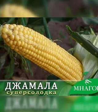 Семена кукурузы Джамала F1, п.е. 1 тыс. семян (МНОГОР)