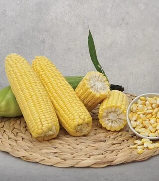 Насіння кукурудзи Баха F1, п.о. 5 тис.насінин (May Seeds)