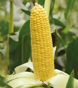 Насіння кукурудзи Карамело F1, п.о. 5 тис.насінин (May Seeds)