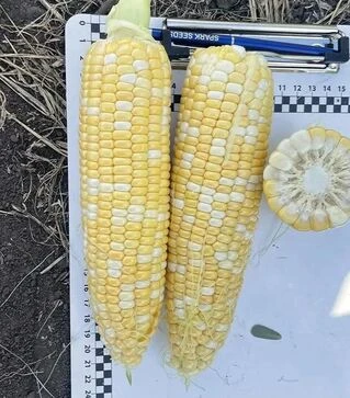 Семена кукурузы Казино F1, п.е. 2500 семян (Spark Seeds)