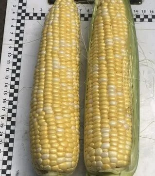 Семена кукурузы Экшен F1, п.е. 25 тыс. семян (Spark Seeds)