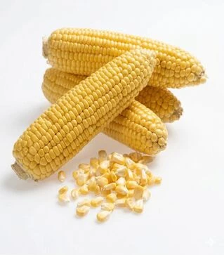 Семена кукурузы Хан F1, 5 кг (May Seeds)
