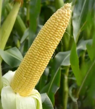 Семена кукурузы Макарон F1, п.е. 5 тыс. семян (May Seeds)