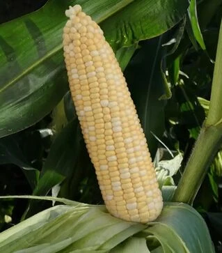 Семена кукурузы Майбико F1, п.е. 10 тыс. семян (May Seeds)