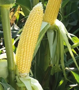 Насіння кукурудзи Мірза F1, 5 кг (May Seeds)