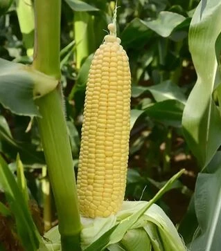 Насіння кукурудзи Вега F1, 500 г (May Seeds)