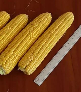 Семена кукурузы Раннее Наслаждение F1, п.е. 25 тыс. семян (Lark Seeds)