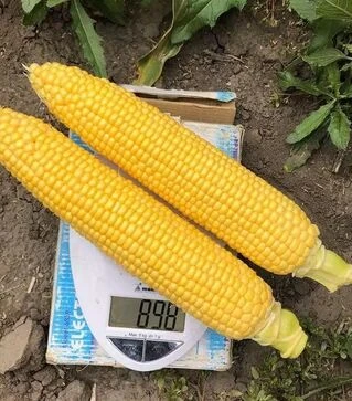 Насіння кукурудзи 1980 F1, п.о. 2500 насінин (Spark Seeds)