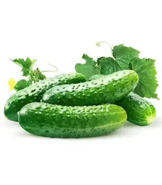 Семена огурца Респект F1, п.е. 500 семян (Breeding Seeds)
