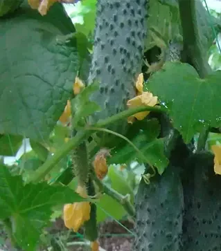 Семена огурца Мамлюк F1, п.е. 500 семян (Breeding Seeds)