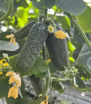 Семена огурца Герман F1, п.е. 250 семян (Breeding Seeds)
