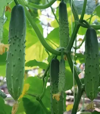 Семена огурца Эстафета F1, п.е. 1 тыс. семян (Breeding Seeds)