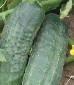Семена огурца Альянс F1, п.е. 25 тыс. семян (Bejo)