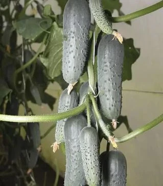 Семена огурца КС 80 F1, п.е. 500 семян (Kitano Seeds)