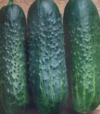 Насіння огірка Воргебірдштраубен, 250 г (Satimex)
