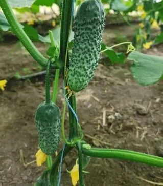 Семена огурца Брутус F1, п.е. 250 семян (Innova Seeds)