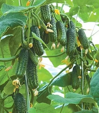 Семена огурца Эколь F1, п.е. 500 семян (Syngenta)