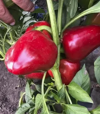 Насіння перцю Комбат F1, п.о. 500 насінин (Spark Seeds)