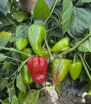 Насіння перцю Кора F1, п.о. 500 насінин (Spark Seeds)