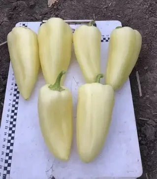 Семена перца Бора F1, п.е. 500 семян (Spark Seeds)