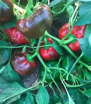 Семена перца Уилд F1, п.е. 500 семян (Spark Seeds)