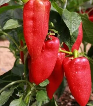 Семена перца Ариадны F1, п.е. 500 семян (Seminis)