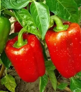 Семена перца Калифорнийское чудо, 1 кг (Moravoseed)