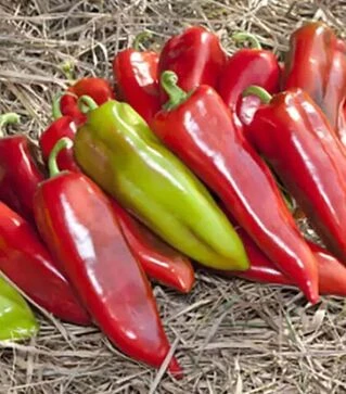 Семена перца КС 2458 F1, п.е. 500 семян (Kitano Seeds)
