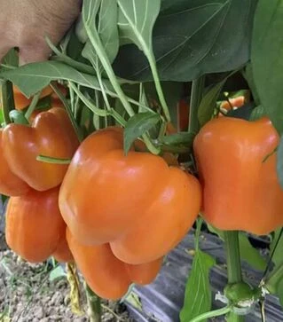 Семена перца Оранж Босс F1, п.е. 500 семян (Spark Seeds)