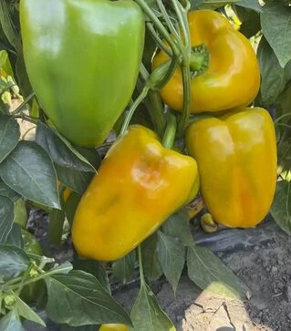 Семена перца Санта F1, п.е. 500 шт семян (Spark Seeds)